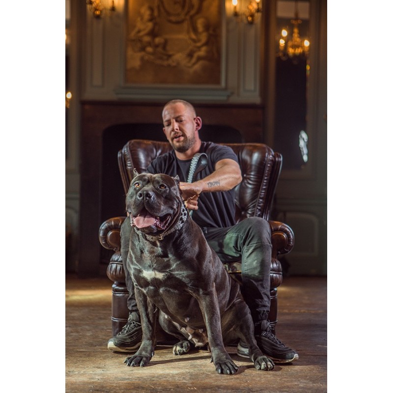 dogmeat-runderboekmaag