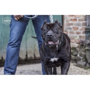 dogmeat-gans