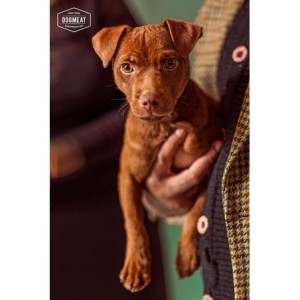 dogmeat-kip