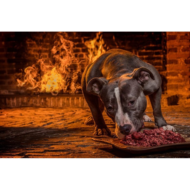 Dogmeat-junior-7-12 maanden