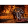 dogmeat-junior-mix